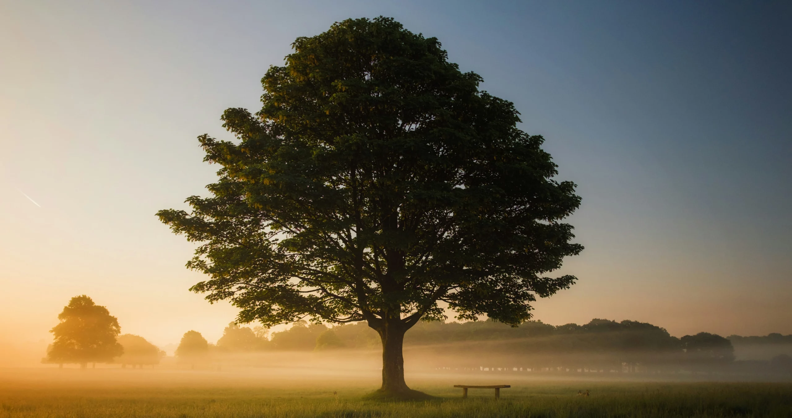 Arbre isolé au lever du soleil dans un champ – preserver ce qui compte